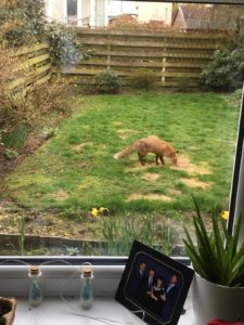A fox in the backyard of Spire employee Brian Stewart