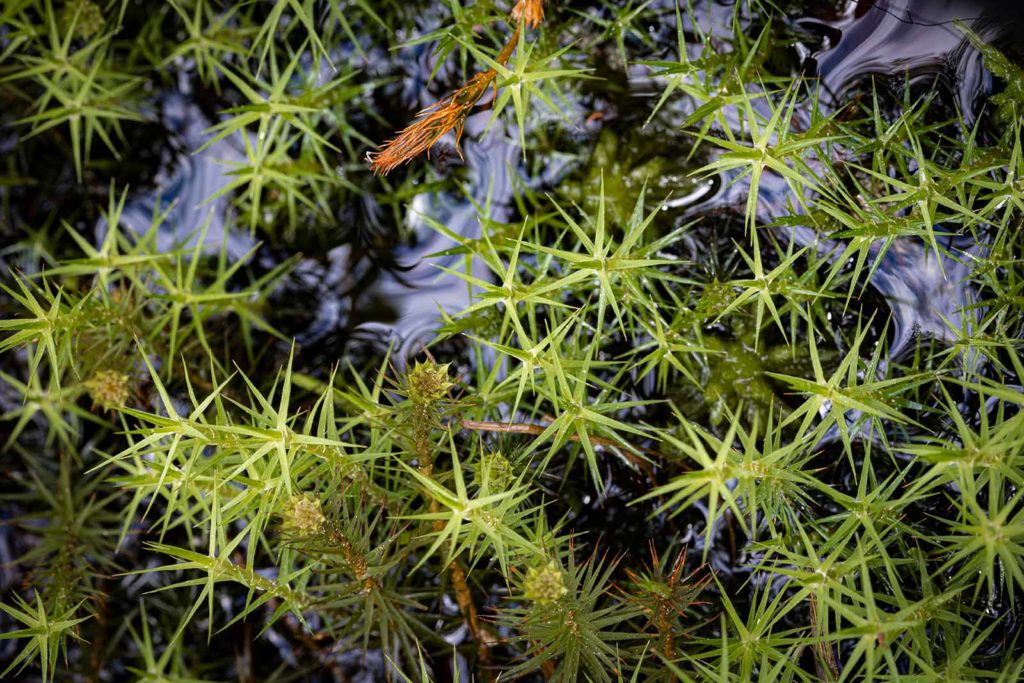 Haircap Moss (Polytrichnum commune) in the Cairngorm National Park of Scotland