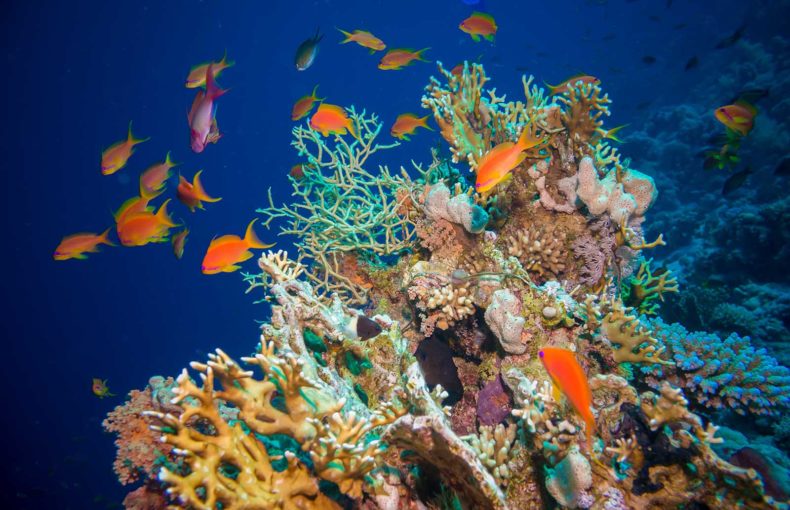 Marine protected areas of tropical Anthias fish with net fire corals on Red Sea reef underwater