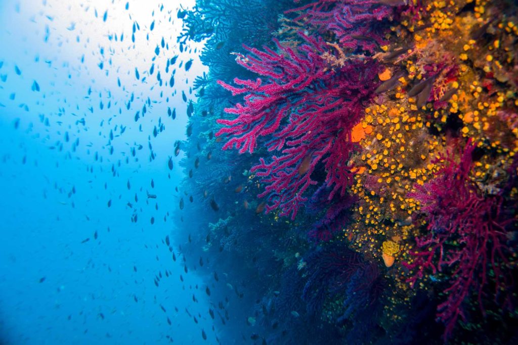 Red Gorgonian coral - diving in the mediterranean sea in the marine national park close to Portofino