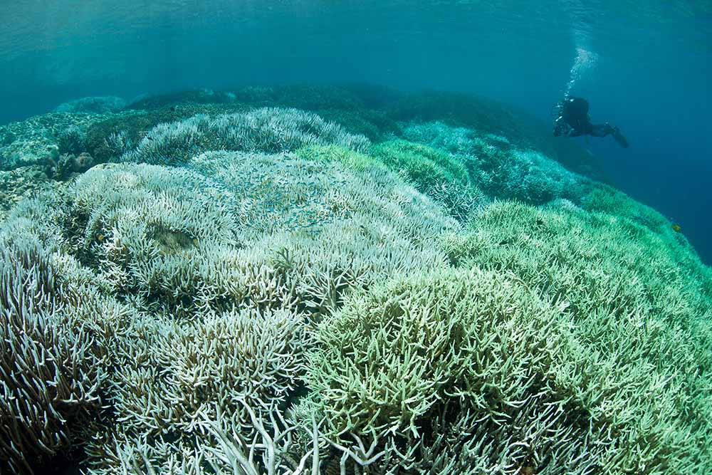 A Pacific coral has bleached due to higher than normal sea surface temperatures