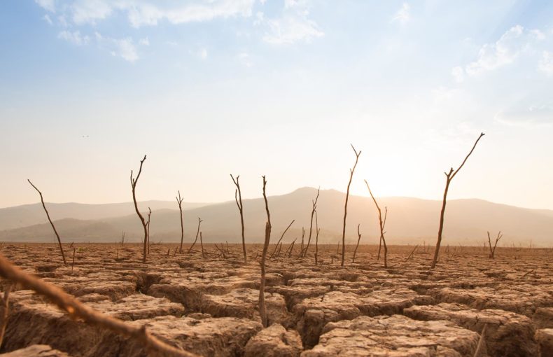 Climate change - dead trees and cracked land at dry river during drought
