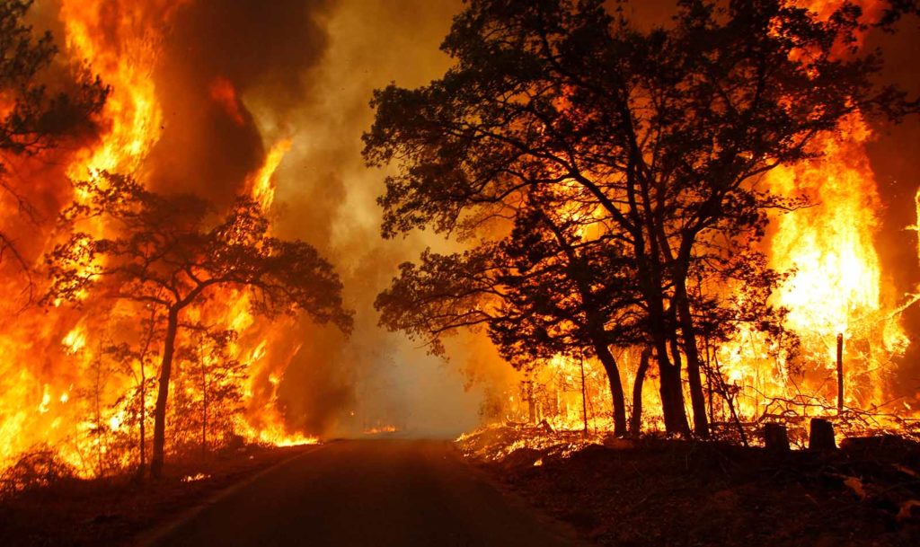 Flames engulf a road near Bastrop State Park as a wildfire burns out of control near Bastrop, Texas