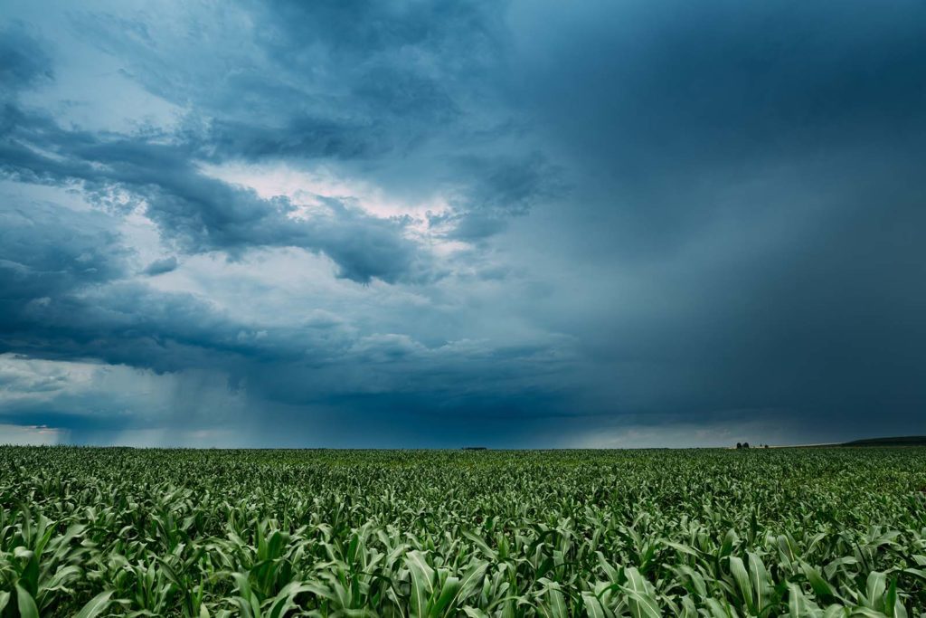Local weather forecast data with rain clouds on horizon over field of crops