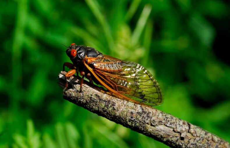 A 17-year cicada on a branch