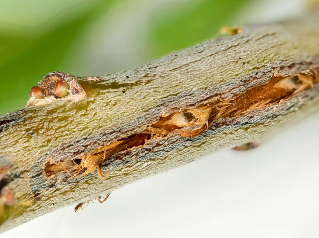 Cicada damage on tree twig from cicadas in Virginia. Detailed macro image of holes drilled into bark for laying eggs