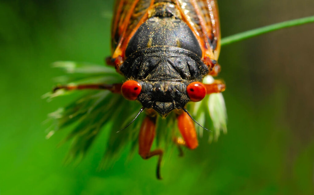 Close up macro head shot of a 17-year cicada