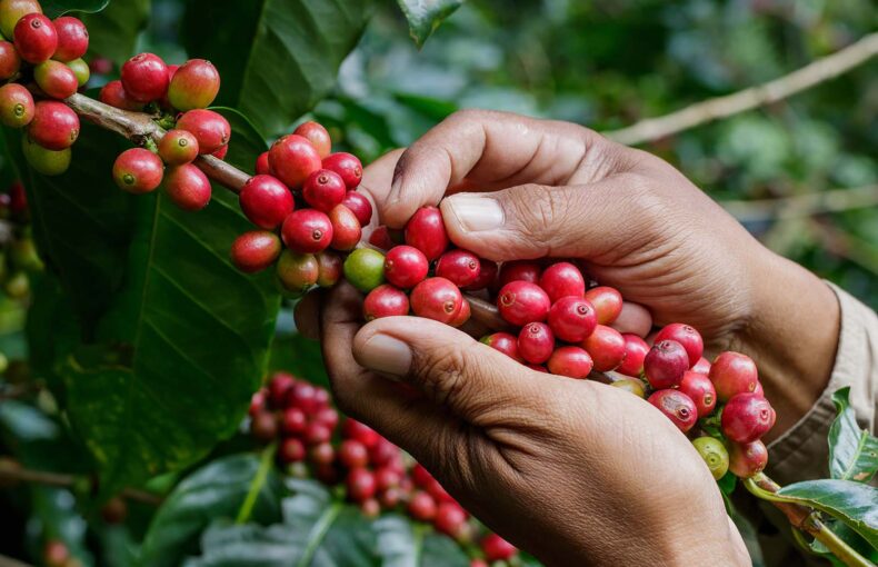 Harvesting coffee berries by hand