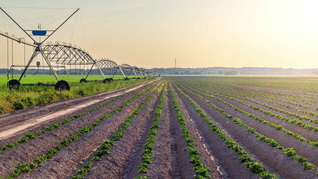 Automated farming irrigation sprinklers system on cultivated agricultural landscape field in sunset