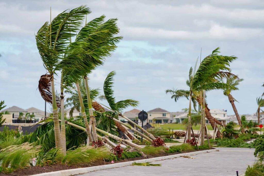 Trees fallen from tornadoes caused by Hurricane Milton in Palm Beach Gardens, Florida