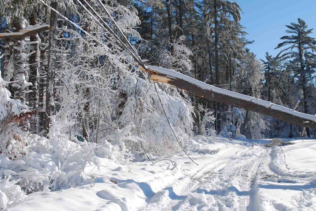 Tree storm damage caused by a La Niña winter blizzard