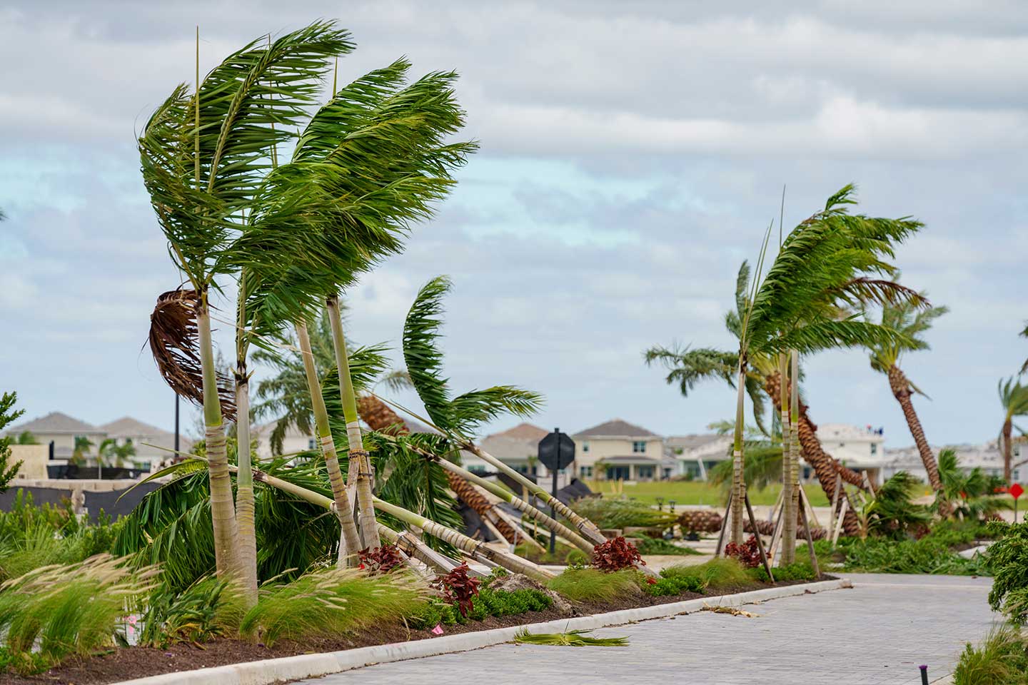 The impact of hurricane Milton shown with uprooted palm trees along a roadside.