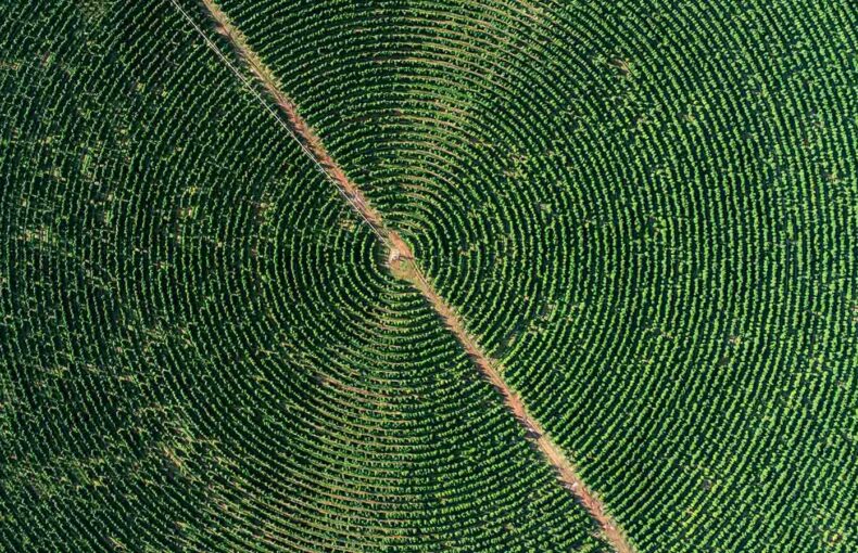 Agriculture plantation viewed from above